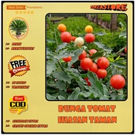 biji benih lombok cabe tomat hias bulat unik /10 biji