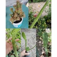 Cactus / Cacti - Live Plant