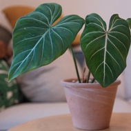 圓柄錦緞蔓綠絨