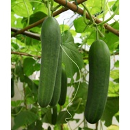 Cucumber Seeds Double Yield Organic 10 Seeds - Heirloom Vegetable #R80