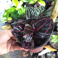 ♞Calathea Dottie, Dottie Calathea