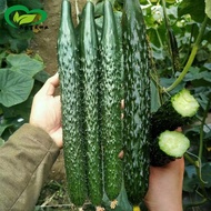 100BIJI Benih Buah Timun Jepun/ Fruit Cucumber Seeds  / Japan cucumber / 日本黄瓜种子