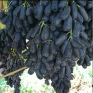 Buah Anggur Hitam Panjang Tanpa Biji Seedless Segar Fresh.