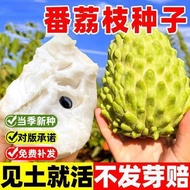 Thorn Fruit Lychee Seeds Red Durian Seeds soursop Seeds Thorn Fruit Seeds
