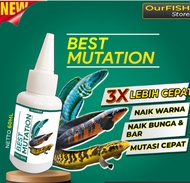 Obat Mutasi Ikan Channa BEST MUTATION Vitamin Ikan Channa Maru Barca A
