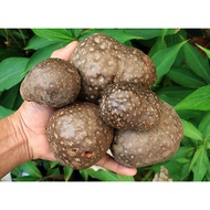 Air potato dried fruit (diocorea bulbifera) Barahikand Bitter Yam Cheeky Aerial Yam Ubi kemili hutan