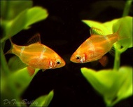 【Sus Aquatic】 TIGER BARB - 虎皮鱼