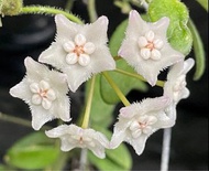 Hoya Lyi 毬蘭