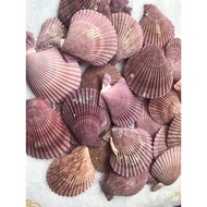 Natural Purple Shells (Sold In A Bag Of 10 Pieces) Size 4-5 Cm.