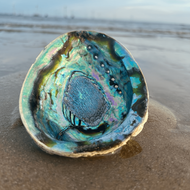 1PC 2.7-5.54 Inch Large Abalone Shell, Abalone Shell Incense Burner, Used For Burning Sage, Home Dec