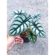 alocasia dragon alocasia dragon alocasia tengkorak dekygi 2071ei