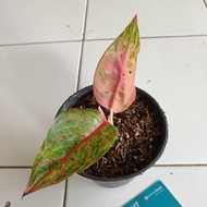 Aglaonema Aglaonema Hughes