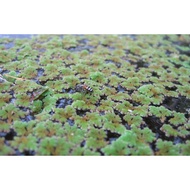 Azolla aquatic plants