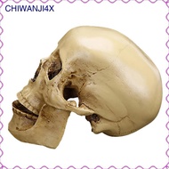 [chiwanji4x] Gothic Resin Human Head Skull Figurine Model Painting Prop 11 x 8.5 x 6.5cm