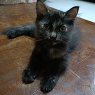 Lepas Adopsi Kucing Persia Kitten cakep murah 