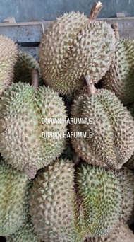 Terbaru Durian Montong Utuh Cane Singaraja Bali 2Kg Termurah