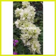 ℗ SALE!! BOUGAINVILLEA CUTTINGS