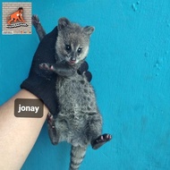 musang rase baby