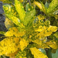 Pokok Puding Emas (Croton)