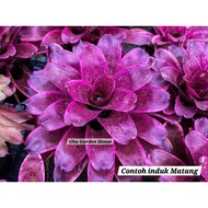 Rare : Neo Canfire Ori / Bromeliad By Gha Garden House  / Neoregelia Canfire