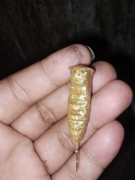 koleksi kepompong wesi kuning