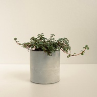 灰綠冷水花│泥作系列│福所栽