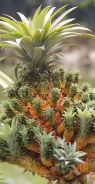 Bibit Nanas Medusa