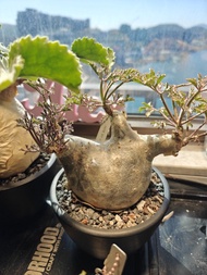 塊根植物 小葉葡萄甕