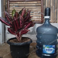 Ready Aglonema Red Sumatra Besar/Indukan Red Sumatra Sesuai Gambar