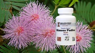 Mimosa Pudica  seeds  parasite cleanse  Shame plant Humble Plant  gut scrubber  sciatic nerve antidiarrheal  60 capsule