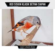 Burung Red Siskin klasik Betina Siapan