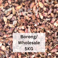 Sotong Cumi Comel 5KG Borong/Wholesale