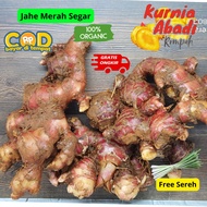 Jahe Merah 1/2kg super  asli original hasil kebun 500GRM Murah dikirim dari Bogor   Red ginger tokol
