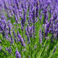 PlantSeed -10 Benih Bibit Bunga Lavender Vera English Unggul