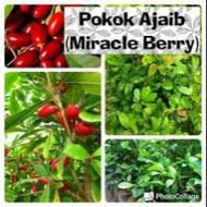 Pokok Ajaib/pokok Ajaib