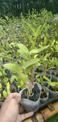 Anggrek Dendrobium wiliamsianum dewasa