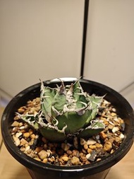 凱撒 龍舌蘭 植物 嚴龍 Agave Plant 塊根 多肉