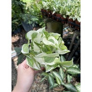 Epipremnum ‘NJoy’ 🌿白金葛indoor plant