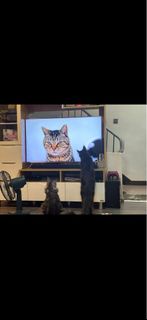 Samsung 三星 49吋 Premium UHD 4K MU7300 Series 7 智能電視 UA49MU7300JXZK