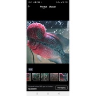 Louhan Super Red Dragon(SRD) x SRM boom head children's picture plastic size (2-3 cm)