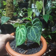 Dijual anthurium clarinervium pagoda Berkualitas