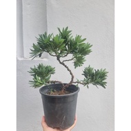 Bonsai Podocarpus kekwa 菊花罗汉松