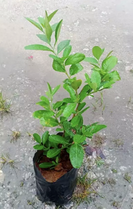 ANAK POKOK LIMAU TELUR BUAYA