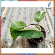 พลูฉีกด่าง / Epipremnum pinnatum variegated ในกระถาง 4 - 5 นิ้ว (ต้นไม้ปลูกในบ้าน ต้นไม้ฟอกอากาศ) flashsale ลดกระหน่ำ