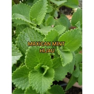 ANAK POKOK HERBA MAXICAN MINT/POKOK BANGUN BANGUN/OREGANO, KARPURAVALLI