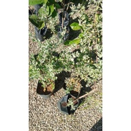 pokok texas sage purple