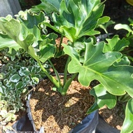 Bunga dendron mini