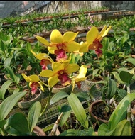 Tanaman Hidup Anggrek dendrobium berbunga / pohon hidup anggrek dendrobium
