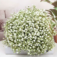 baomafanxi | Dried Gypsophila Flower Bouquet for Home Decoration