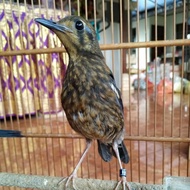 Burung anis merah trotol jantan ring bobitista/arisingaraja